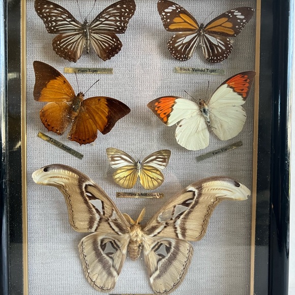Vtg RARE Real taxidermy framed boxed moth/butterflies - Picture 10 of 14